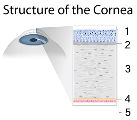 Cornea Structure Diagram