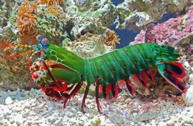 Mantis Shrimp