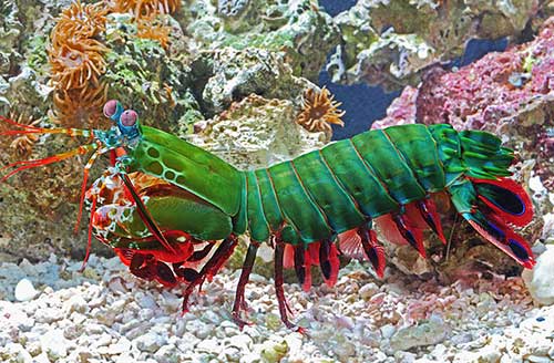 colorful mantis shrimp