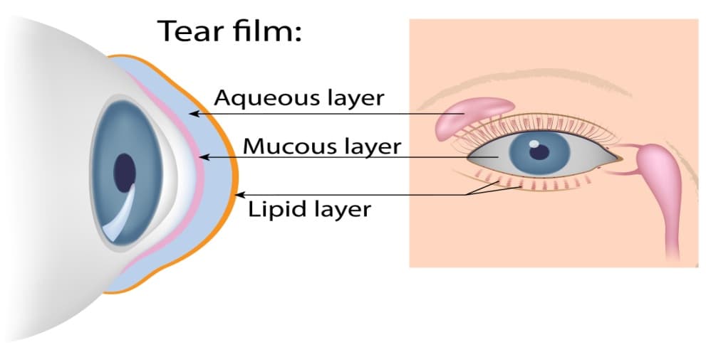 Illustration of the tear film of the eye